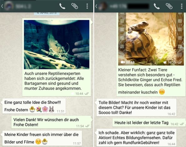 Abbildung 2: Beispielhafte WhatsApp-Chats zu „Das große Schlüpfen“