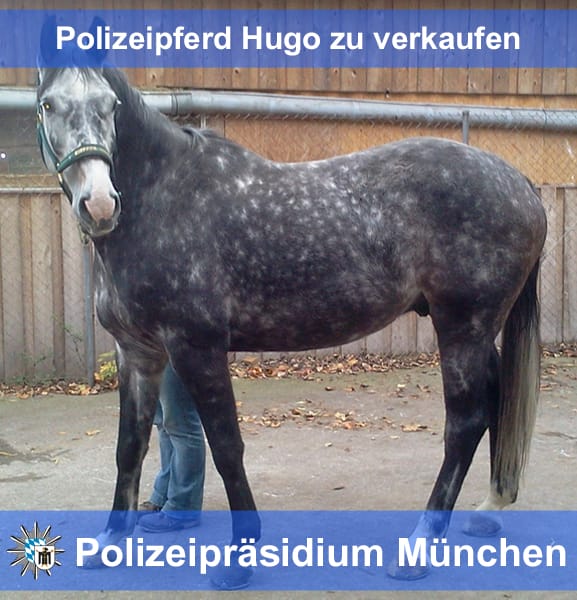 Facebook-Star Polizeipferd Hugo: Tier-Content geht (fast) immer