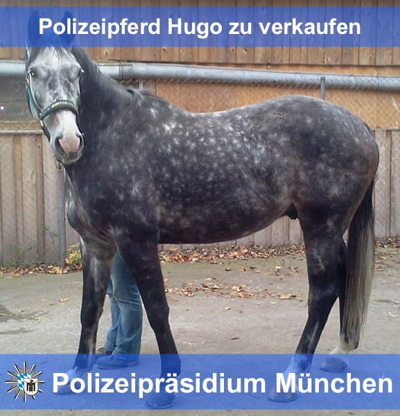 Facebook-Star Polizeipferd Hugo: Tier-Content geht (fast) immer 
